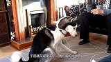 狗妈妈带小二哈下楼，谁知意外瞬间发生！狗妈妈当场看傻了