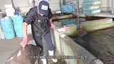溺水亡的“鳐鱼”，小伙花10块钱买回，一切开，网友：像扇子！