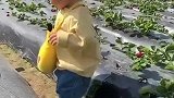 熊孩子知道，要和草莓地分开了，心情有点不美丽