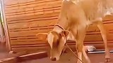 猫猫给了小牛一拳将其打飞