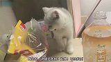 小猫咪想喝奶茶，主人不让喝，气的小猫咪把奶茶一爪子打翻