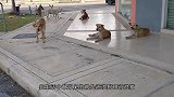 男子路遇流浪猫，小猫全身炸毛超级凶！结果一碗猫粮就把它俘虏了