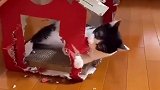 难道猫咪也需要这样来磨牙嘛这猫怎么哈里哈气 娱乐评论大赏