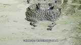 鳄鱼挑战亚马逊电鳗，结果被电得原地抽搐，镜头拍下精彩一幕
