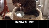 猫咪黑下巴怎么办？萌宠出道计划