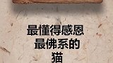 动物猎奇奇葩一直会求佛的猫咪，快进来看看吧