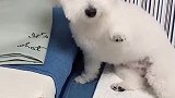 狗子：我肚子饿了，只好在家啃沙发！