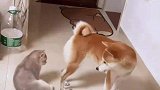 猫咪舔狗狗的后脚，差点被狗狗爆头