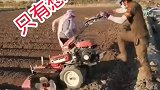 想不到这么小的农机设备，活干的竟然这么好