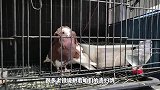獠牙鳄雀鳝刀砍不透惨遭毒手，检查身体发现鳞片被吸干，何物作怪