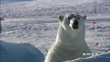 北极熊把摄像机踩坏，可怜摄影师三分钟啊