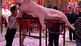 潮汕地区特有的民俗赛大猪，见过吗
