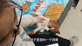 狗狗想送走的小狗了，当主人播放小狗的视频时，狗狗的反应太暖了