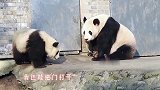 熊猫： 崽崽的PP太牛了，还可以开门哈哈哈
