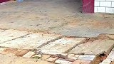 主人不小心把大门锁上，小狗以为被遗弃委屈叫门