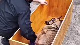 贵州一警犬离世，“战友”给它最高待遇送别