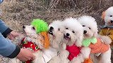 昨天教的开火车小游戏，今天就会了