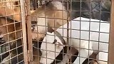 身价过万的名贵犬，在狗贩子眼中，一律块钱一只！