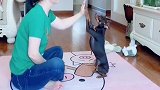 女主人教啵啵乐学技能，下一秒啵啵乐“神同步”同步反应，真逗