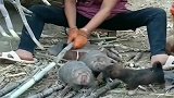 第一次见到竹鼠，真是蠢萌蠢萌的，和小奶狗在一起还很和谐！