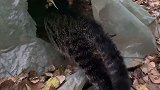 猫看见主人来了后，一步步靠近奶牛