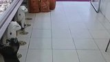 肉店老板每天都会给流浪狗肉肉