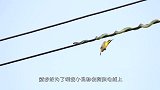 啄木鸟遇到高压电，瞬间身体灰飞烟灭其实我们被骗了