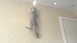 家里的猫咪可太牛了，顺着灯光就爬上了墙壁，我养的是只壁虎吗？
