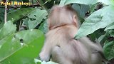 可怜的猴子扎着小辫子在树上哭叫妈妈，因为害怕长尾猴绑匪