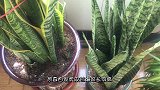 养虎皮兰做好3点，一年猛窜2米高，快学学