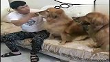 萌宠：爸爸询问咬坏拖鞋的凶手，妞妞直接指证爸爸，爸爸欲哭无泪