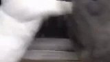 猫咪又打起来
