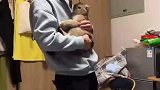 找走丢的猫时喂了一只小野猫，主人问它能不能把自家猫带回来