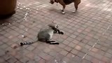 两只狗狗在一起打架，猫咪在一旁淡定睡觉被踩了一脚！猫：找死？