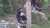 熊孩子搞偷袭，从后面一把抱住奶妈大腿，场面笑爆了