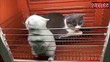 猫咪洗澡后被烘干的过程，简直就是长胖的过程，变化太大了！