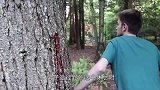 男子途径野外，发现大树不停往外“流血”，吓得赶紧报警！