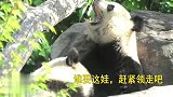 熊猫妈妈：卖娃了卖娃了，156斤的巨熊，谁要给谁请来领走！