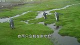 两只企鹅面对水沟很犹豫：要怎么过去？是直接走过去还是跳过去
