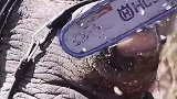 虽然看起来很残酷，但这是保护犀牛唯一的办法！