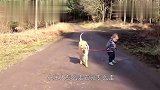 主人让柴犬看孩子,回家看到这一幕被惊到了,这狗绝对成精了！