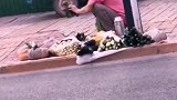 这菜真新鲜