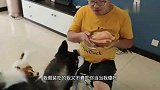 男子假装吃狗狗的肉肉，主人张嘴的瞬间，二哈的反应把我笑岔气了