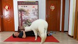 主人假装晕倒，测试羊驼有什么反应，当时我害怕极了