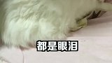 温柔猫妈之剪指甲