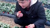 我就想吃草莓而已！