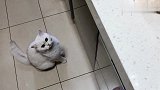 猫咪着急吃肉上蹿下跳，喵：赶紧给我，我凶起来连我自己都害怕！