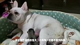 狗妈妈生了一只独子,小奶狗想怎么喝怎么喝!