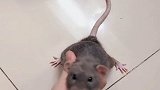 养个猫咪不抓老鼠，那我还养猫做什么？不如就养个老鼠算了