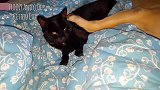 大狗躺在床上，用爪子紧紧压着小猫，小猫丝毫不挣扎！